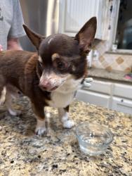 Found/Stray Male Dog last seen Bonnie brae and willow wood. Near railroad, Denton, TX 76207