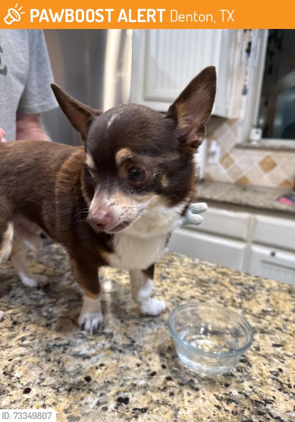 Found/Stray Male Dog last seen Bonnie brae and willow wood. Near railroad, Denton, TX 76207