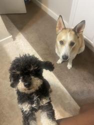Reunited Male Dog last seen Towngate, Garland, TX 75041
