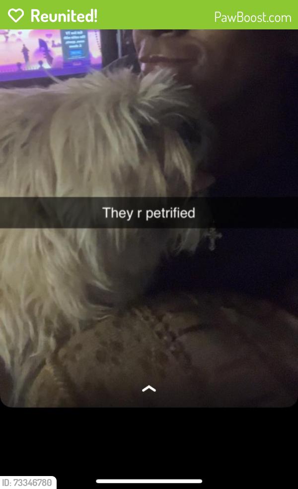 Reunited Female Dog last seen In front of hse, Peoria, AZ 85345
