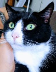 Reunited Male Cat last seen Playground on Lynn Lane, Huntington Beach, CA 92649