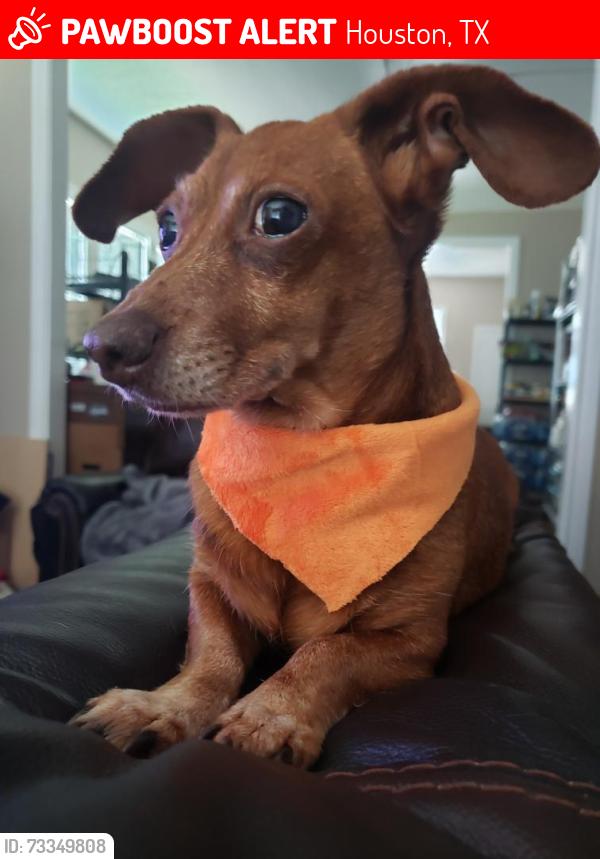 Lost Female Dog last seen Altic Street 77011, Houston, TX 77011