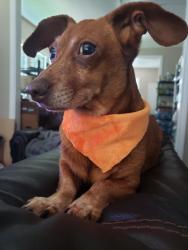 Lost Female Dog last seen Altic Street 77011, Houston, TX 77011