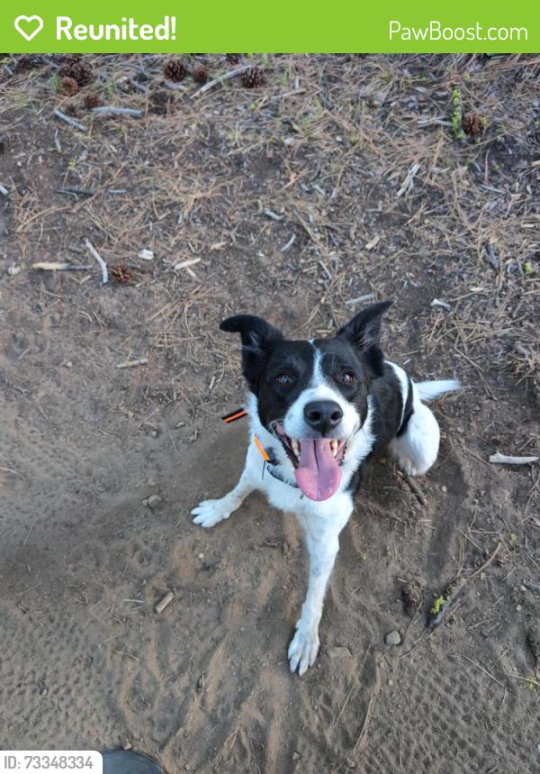 Reunited Male Dog last seen Tumalo falls, Deschutes County, OR 97703