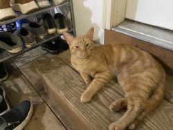 Reunited Unknown Cat last seen E sunwind dr Okemos MI, Okemos, MI 48864