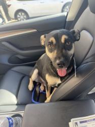 Lost Male Dog last seen inside IMT at cinco ranch, Katy, TX 77494