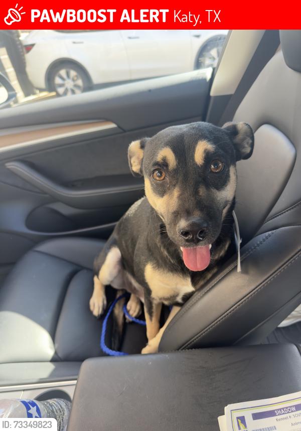 Lost Male Dog last seen inside IMT at cinco ranch, Katy, TX 77494