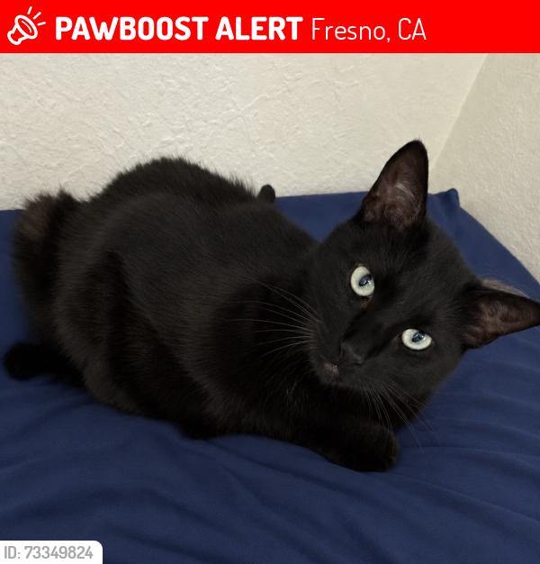 Lost Male Cat last seen Cornelia and swift, Fresno, CA 93722