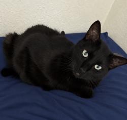 Lost Male Cat last seen Cornelia and swift, Fresno, CA 93722