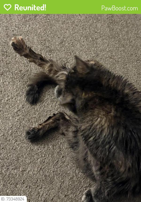 Reunited Female Cat last seen Kent ymca, Kent, WA 98030