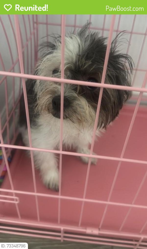 Reunited Female Dog last seen Strange rd and Stonehenge ct vailla rd, Taylors, SC 29687