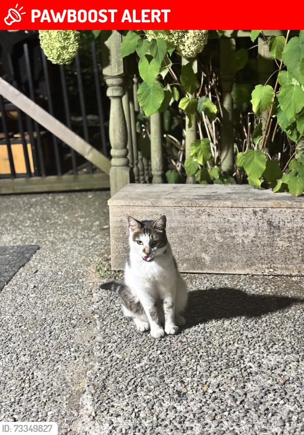 Lost Male Cat last seen 200th, Langley Township, BC 98240