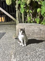 Lost Male Cat last seen 200th, Langley Township, BC 98240