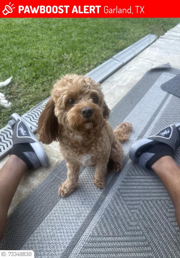 Lost Male Dog last seen Firewheel parkway and Pleasant Valley, Garland, TX 75040