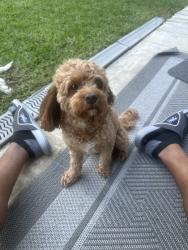 Lost Male Dog last seen Firewheel parkway and Pleasant Valley, Garland, TX 75040