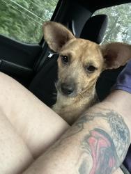 Reunited Female Dog last seen 3083/ Wigginsville dr, Conroe, TX 77302
