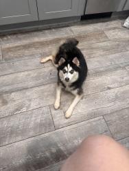 Lost Female Dog last seen Jersey street, Staten Island, NY 10301