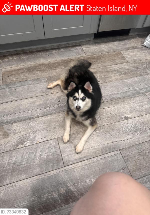 Lost Female Dog last seen Jersey street, Staten Island, NY 10301