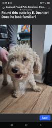 Found/Stray Male Dog last seen Coburg, Columbus, OH 43227