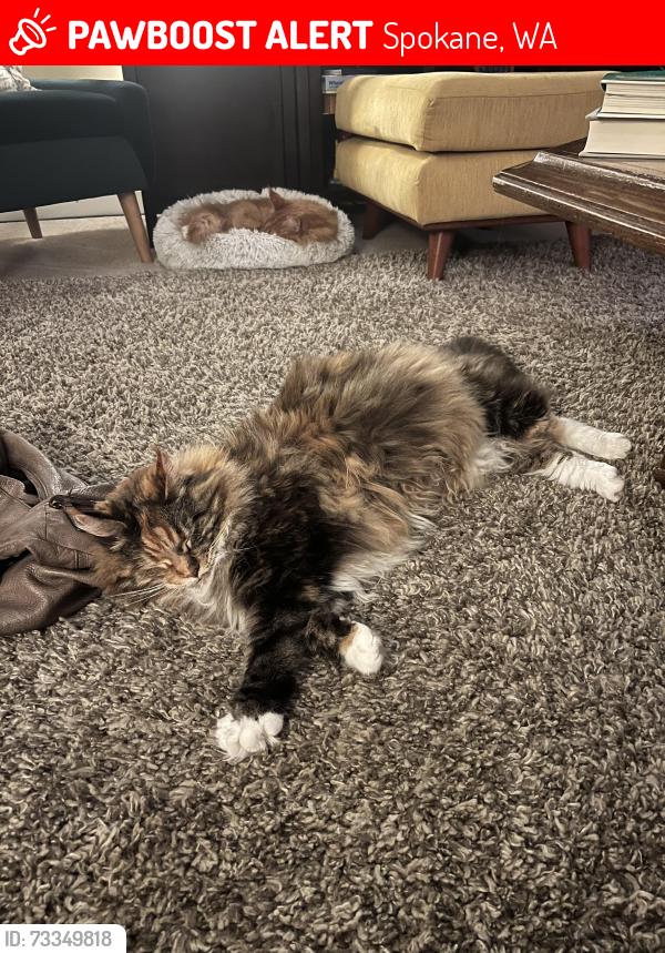 Lost Female Cat last seen Rockwood Retirement, Spokane, WA 99223