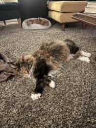 Lost Female Cat last seen Rockwood Retirement, Spokane, WA 99223