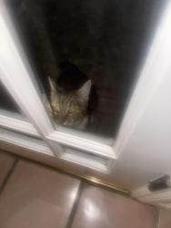 Found/Stray Unknown Cat last seen Friant and Fort Washington, Fresno, CA 93720