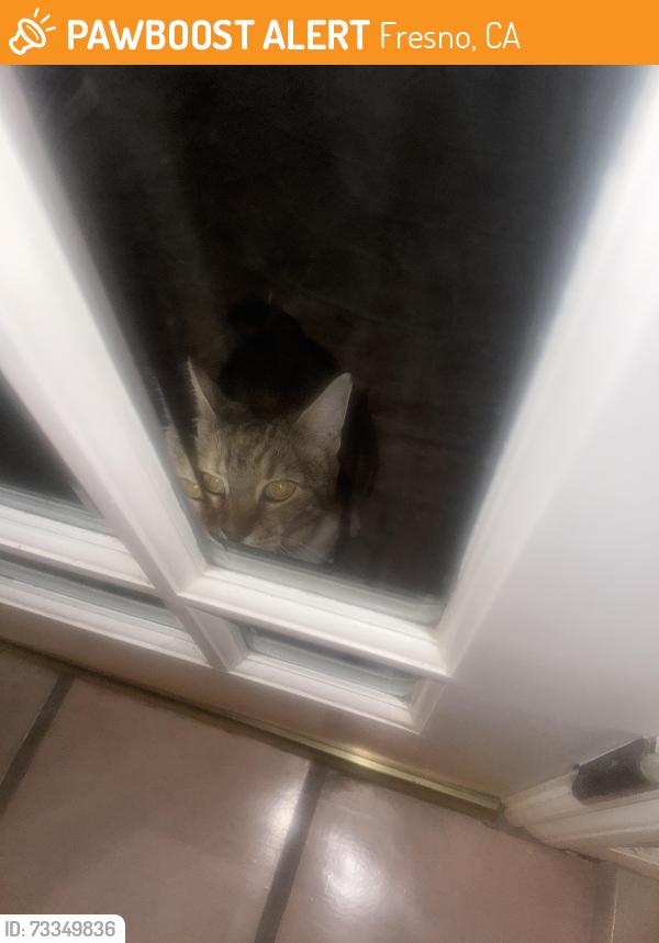 Found/Stray Unknown Cat last seen Friant and Fort Washington, Fresno, CA 93720