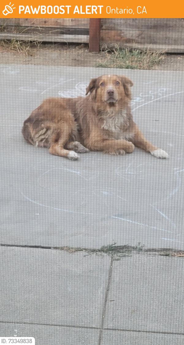 Found/Stray Male Dog last seen Euclid and Belmont st, Ontario, CA 91762