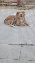 Found/Stray Male Dog last seen Euclid and Belmont st, Ontario, CA 91762