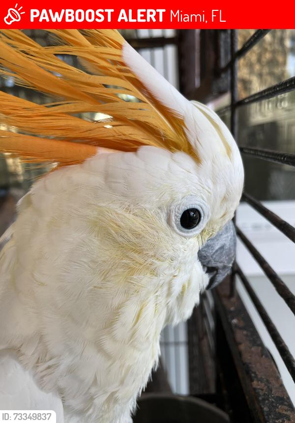 Lost Male Bird last seen Douglas, Miami, FL 33133