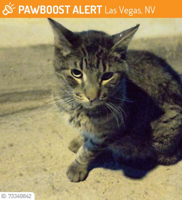 Found/Stray Unknown Cat last seen Moortown st / Walton Heath, Las Vegas, NV 89142
