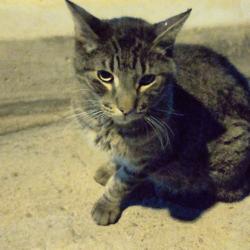 Found/Stray Unknown Cat last seen Moortown st / Walton Heath, Las Vegas, NV 89142