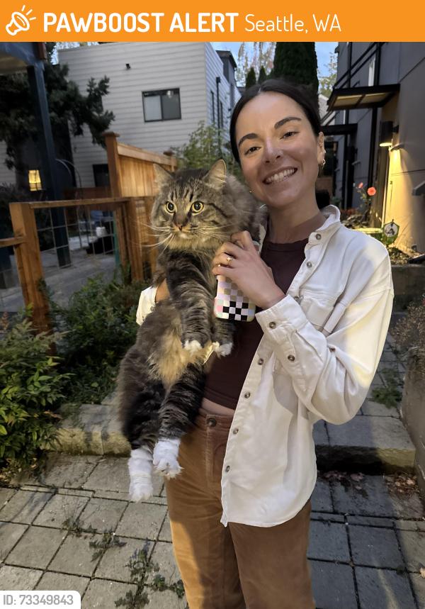 Found/Stray Unknown Cat last seen 33rd and E Spring St, Seattle, WA 98122