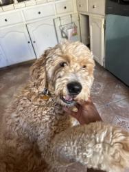 Reunited Male Dog last seen Deerfield drive, Antioch, CA 94531