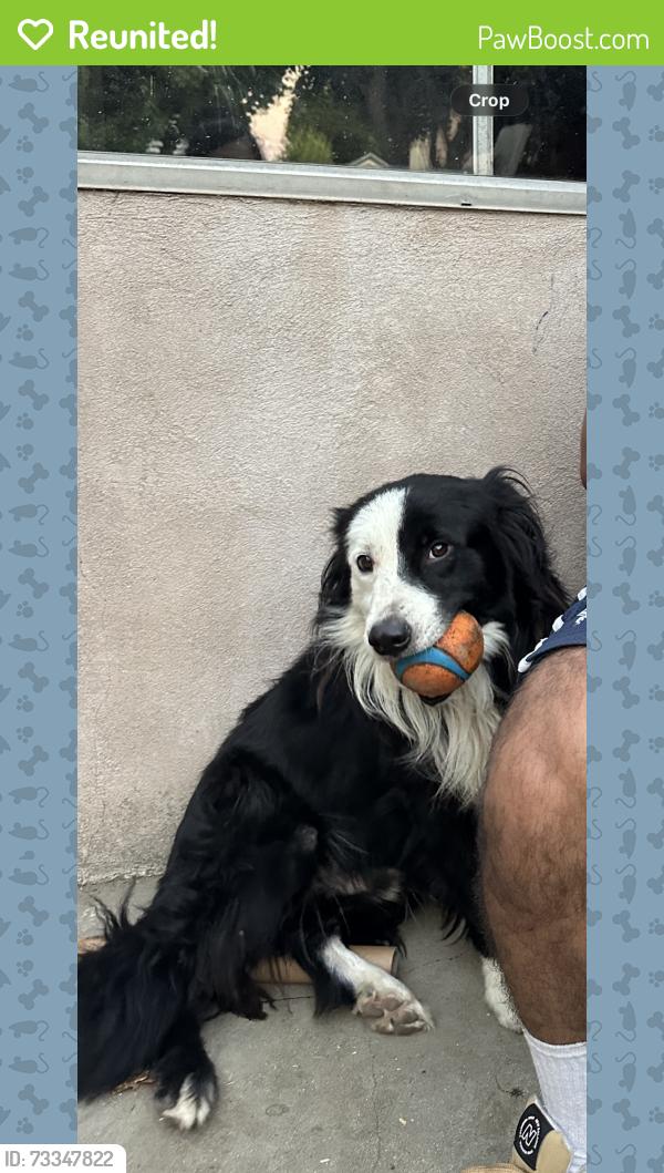 Reunited Male Dog last seen pope ave and walnut, Lynwood, CA 90262