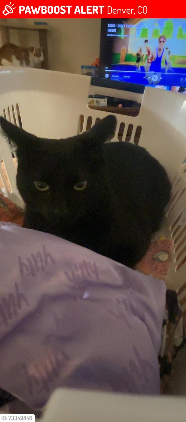 Lost Male Cat last seen 47th and Josephine, Denver, CO 80216