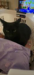 Lost Male Cat last seen 47th and Josephine, Denver, CO 80216