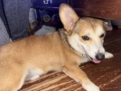 Lost Male Dog last seen Rainbow and echo, Grand Prairie, TX 75052