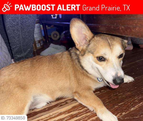 Lost Male Dog last seen Rainbow and echo, Grand Prairie, TX 75052