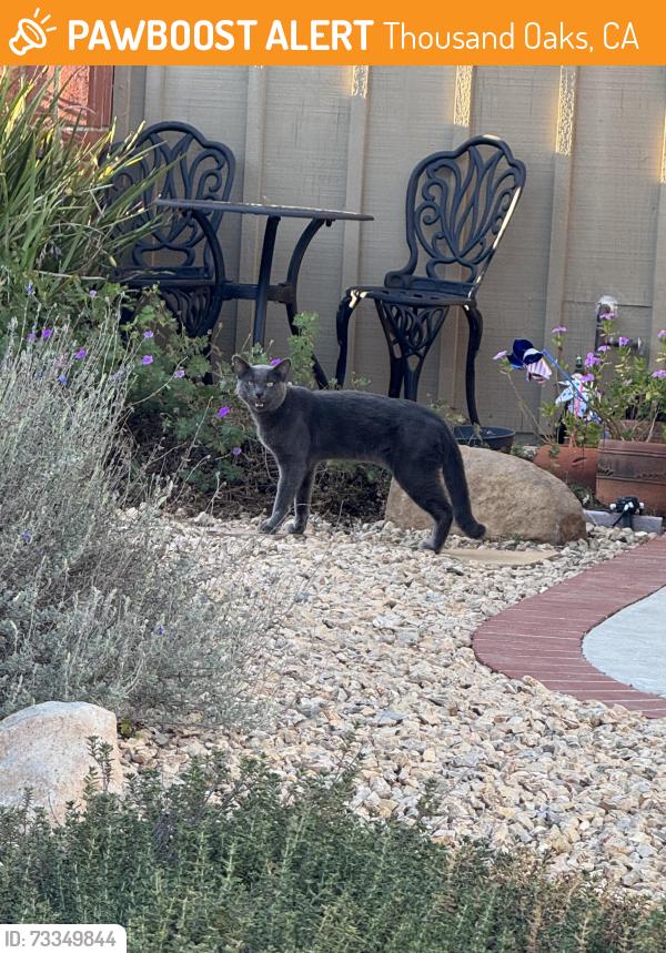 Found/Stray Male Cat last seen Wildflower Park, Thousand Oaks, CA 91360