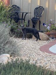 Found/Stray Male Cat last seen Wildflower Park, Thousand Oaks, CA 91360