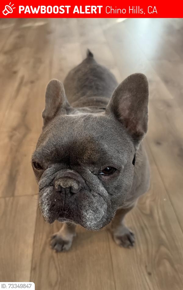 Lost Female Dog last seen Near bayberry drive chino hills ca 91709, Chino Hills, CA 91709