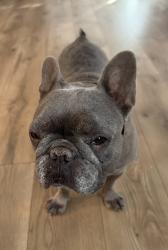 Lost Female Dog last seen Near bayberry drive chino hills ca 91709, Chino Hills, CA 91709