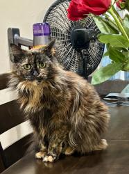 Lost Female Cat last seen Calero Ave and Cahalan Ave, San Jose, CA 95123