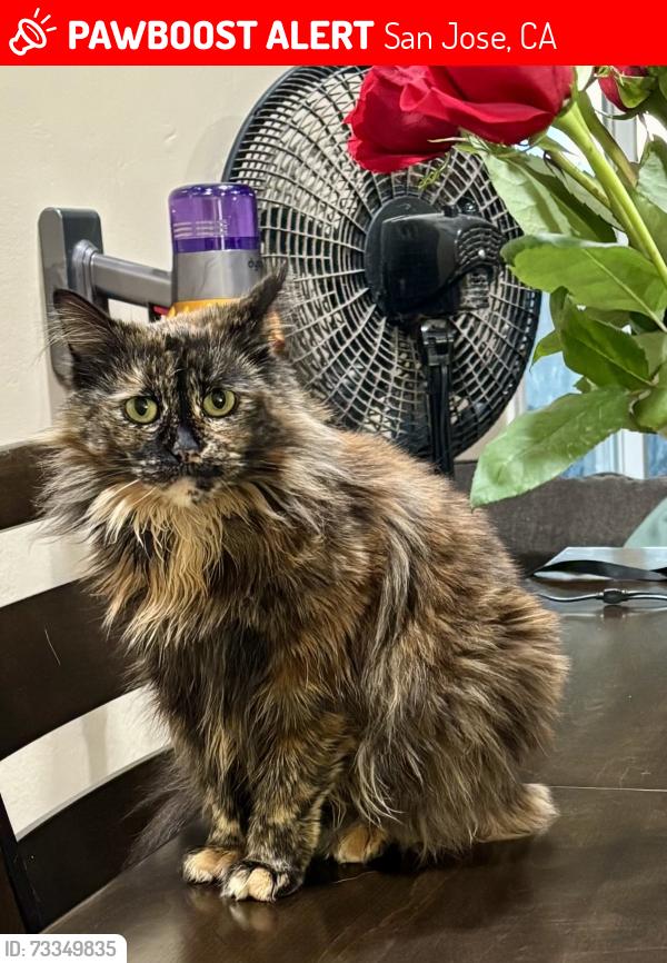 Lost Female Cat last seen Calero Ave and Cahalan Ave, San Jose, CA 95123