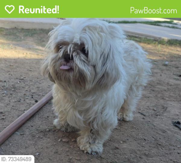 Reunited Female Dog last seen Dobson / Elliot in Chandler, Chandler, AZ 85224