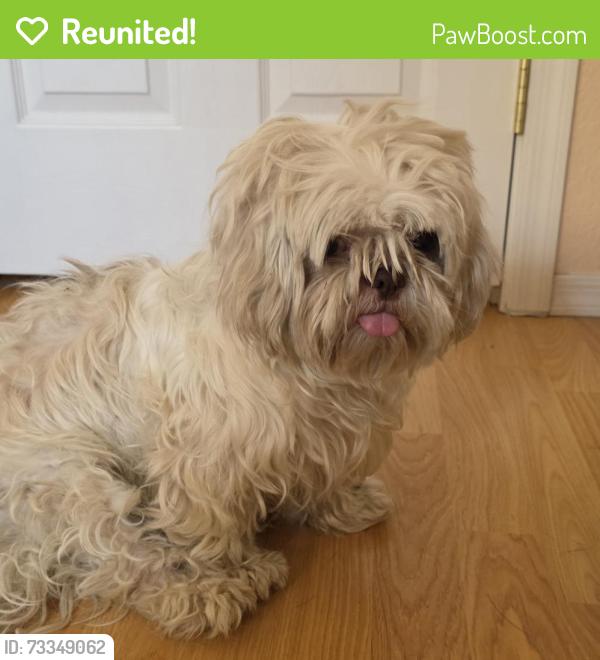 Reunited Female Dog last seen Dobson / Elliot in Chandler, Chandler, AZ 85224
