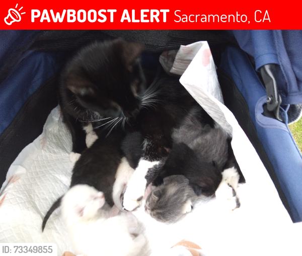 Lost Male Cat last seen 39th street park between h and j street, Sacramento, CA 95817