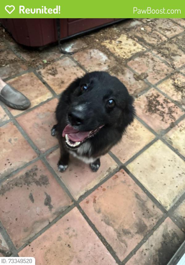 Reunited Unknown Dog last seen Forest ridge and pipeline, Bedford, TX 76021