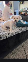 Lost Female Dog last seen No sure, Ceres, CA 95307